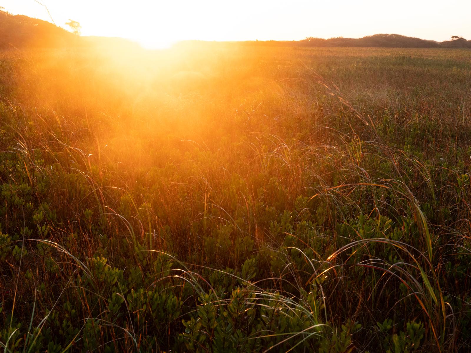 Sunrise Rays