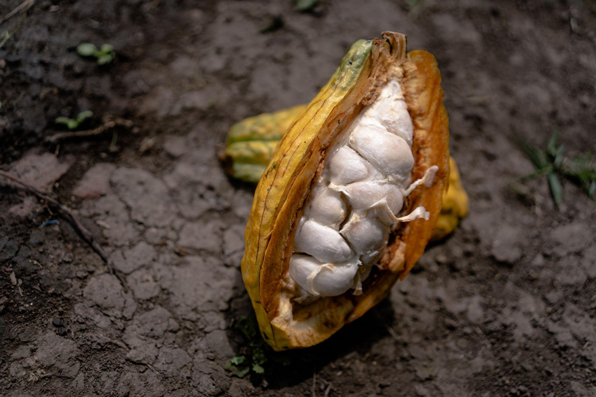 Smithsonian Magazine - The Quest to Save the World’s Most Coveted Chocolate - Old national cocoa pod. In the community there are 12...