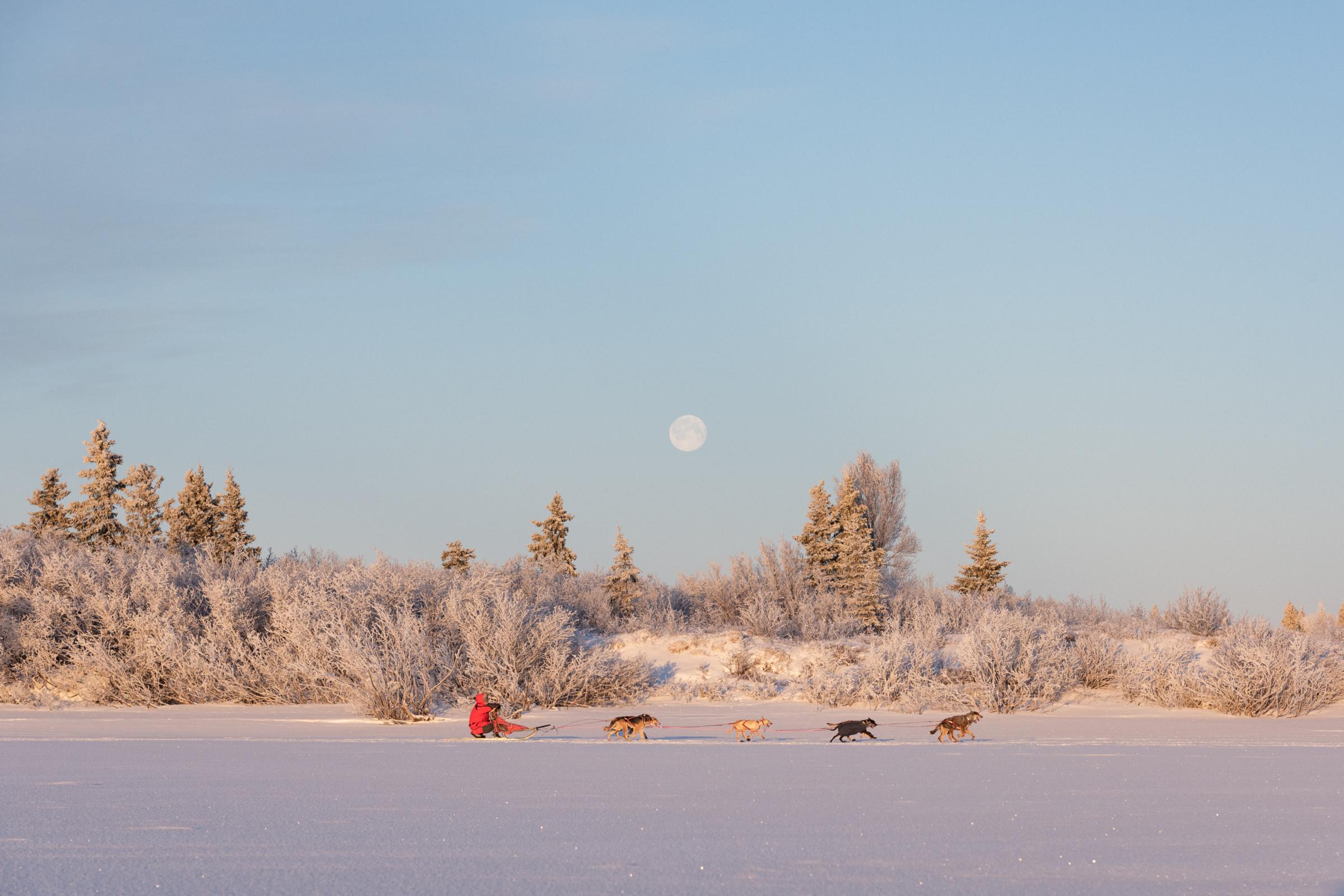 Mushing on the Kuskokwim - High Country News - Steven Alexie of Napaskiak mushes with his team in the...