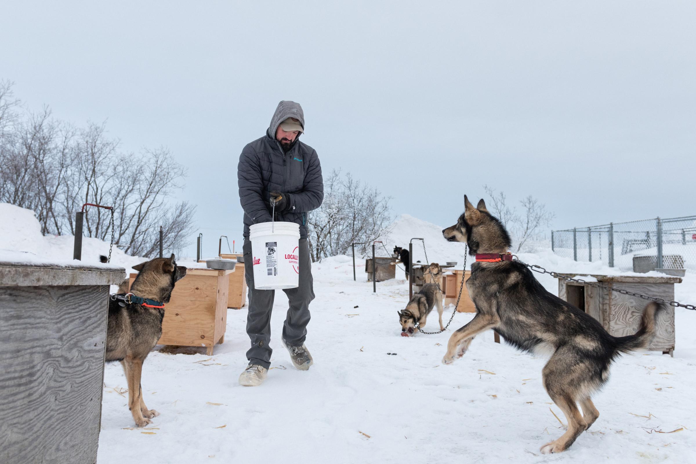 Mushing on the Kuskokwim - High Country News - Pete Kaiser feeds his dogs at his kennel in Bethel...