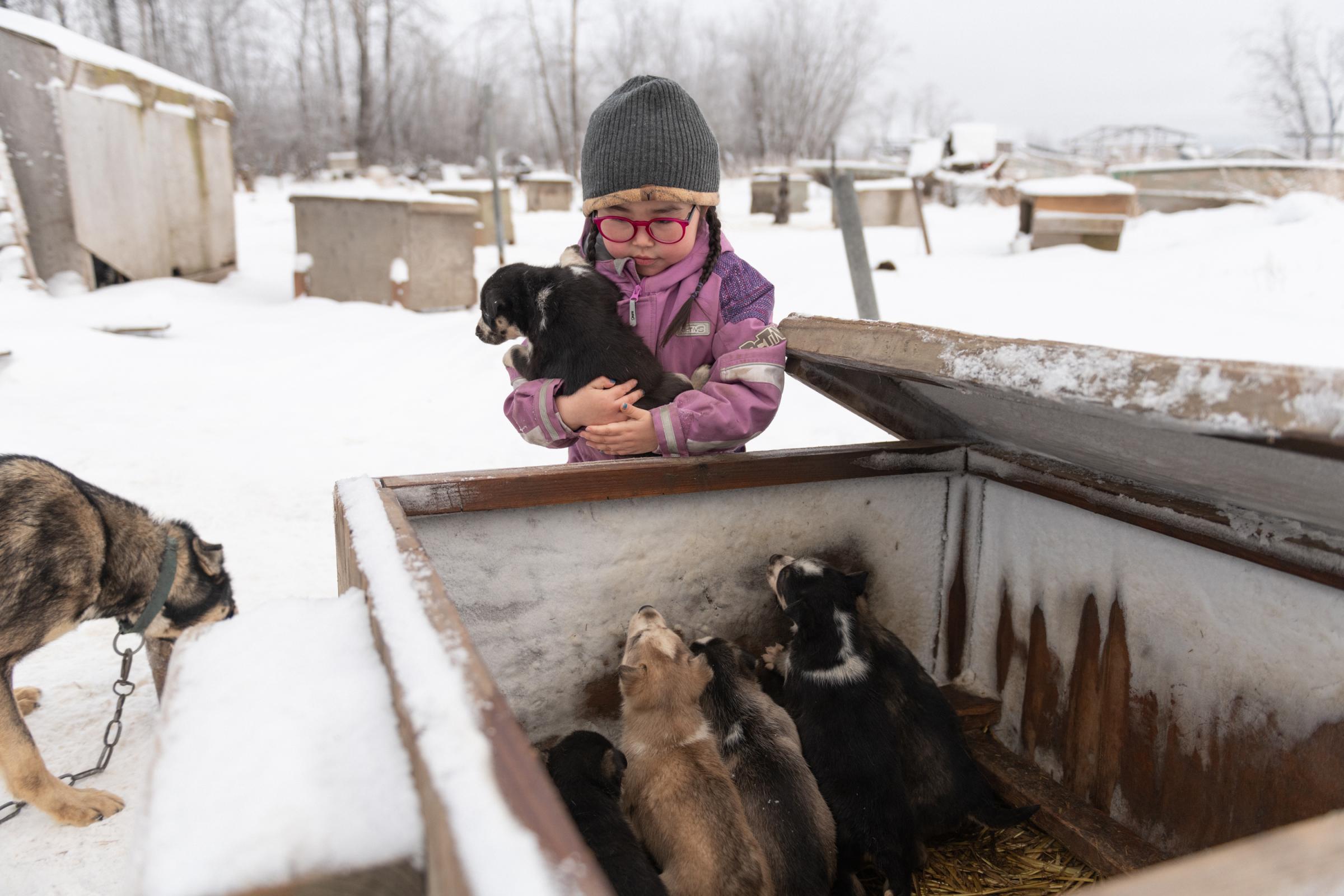 Mushing on the Kuskokwim - High Country News - Coraline Williams plays with puppies in her family’s dog...