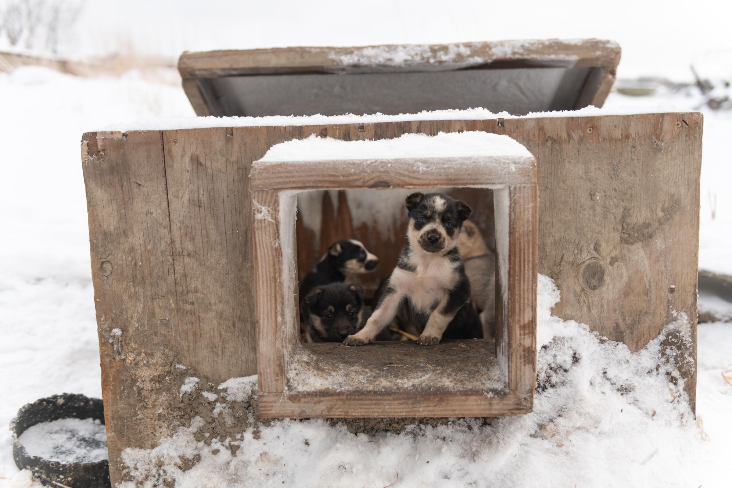 Mushing on the Kuskokwim - High Country News - Puppies belonging to musher Mike Williams, Jr. in Akiak,...