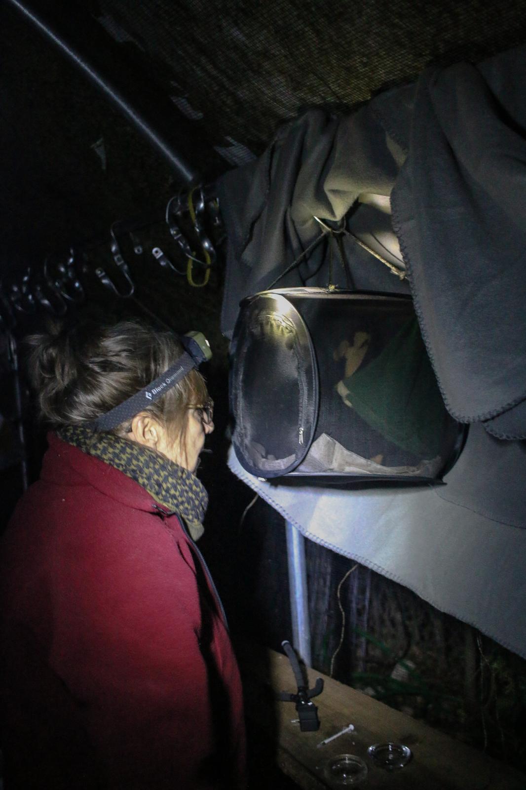 Bat Refuge - Dianne Odegard checks on the wellbeing of her outside...