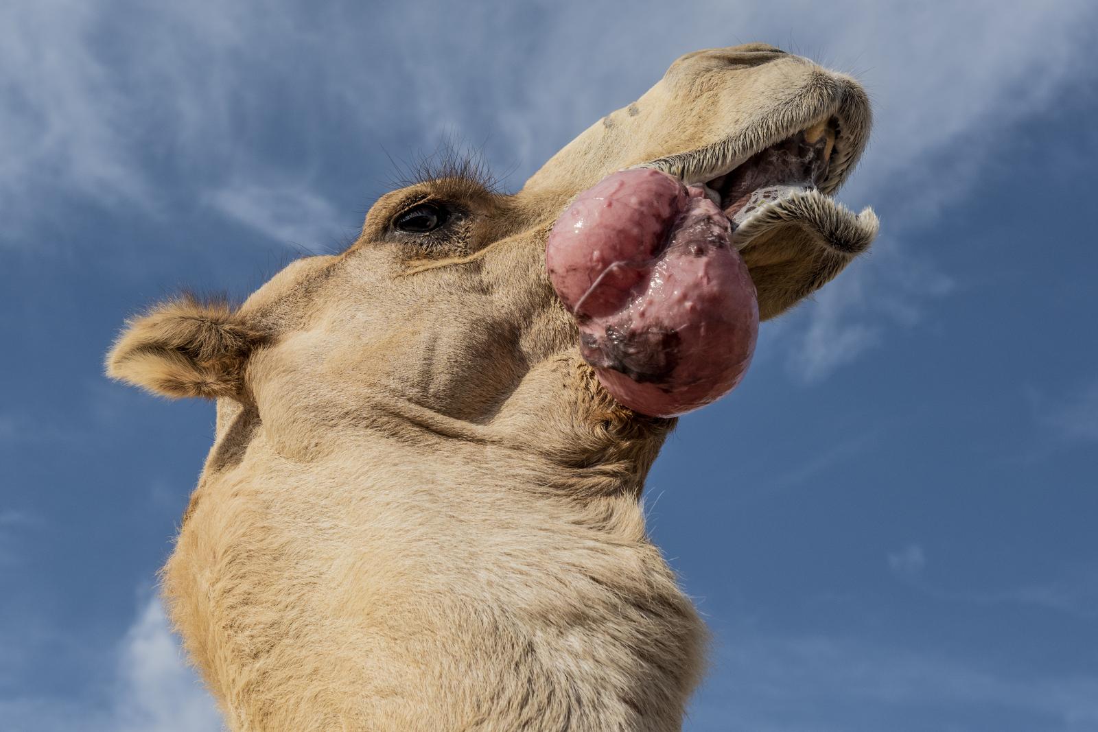 Camel dulla (dulaa or gulaa) is...throughout the rutting season. 