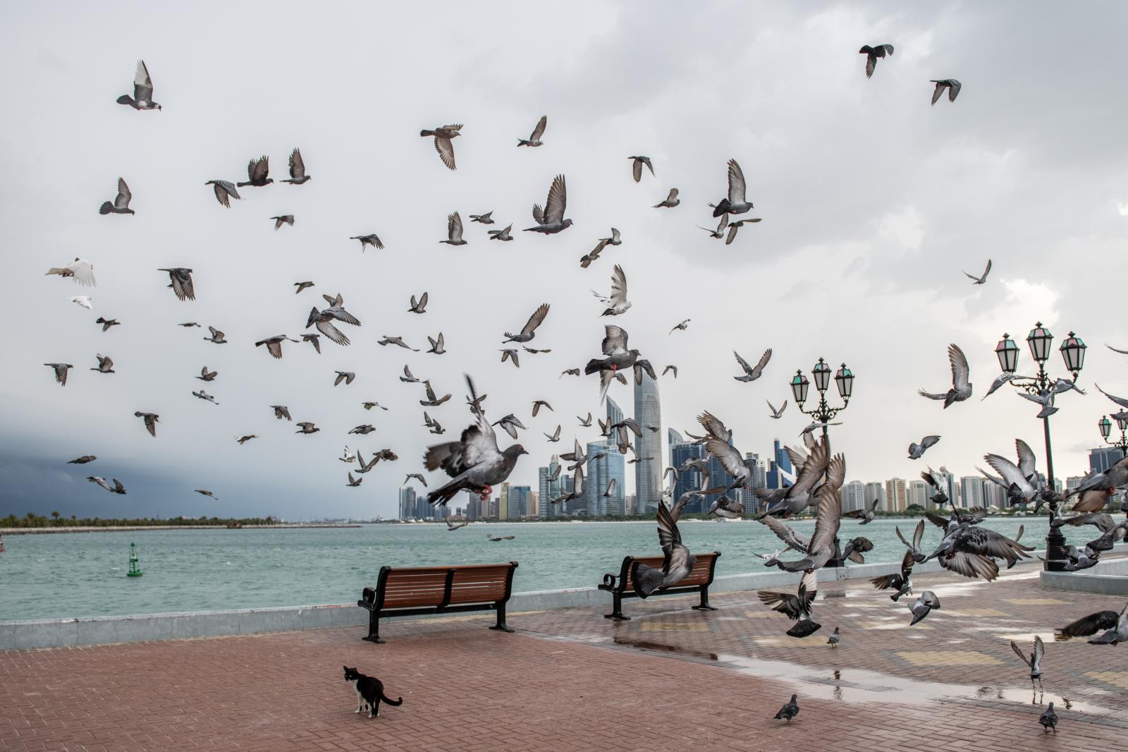 Urban Wings: Rock Doves, Human Bonds, and the Invasive Challenges