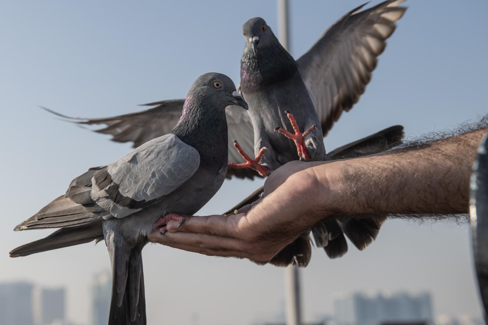 Urban Wings: Rock Doves, Human Bonds, and the Invasive Challenges