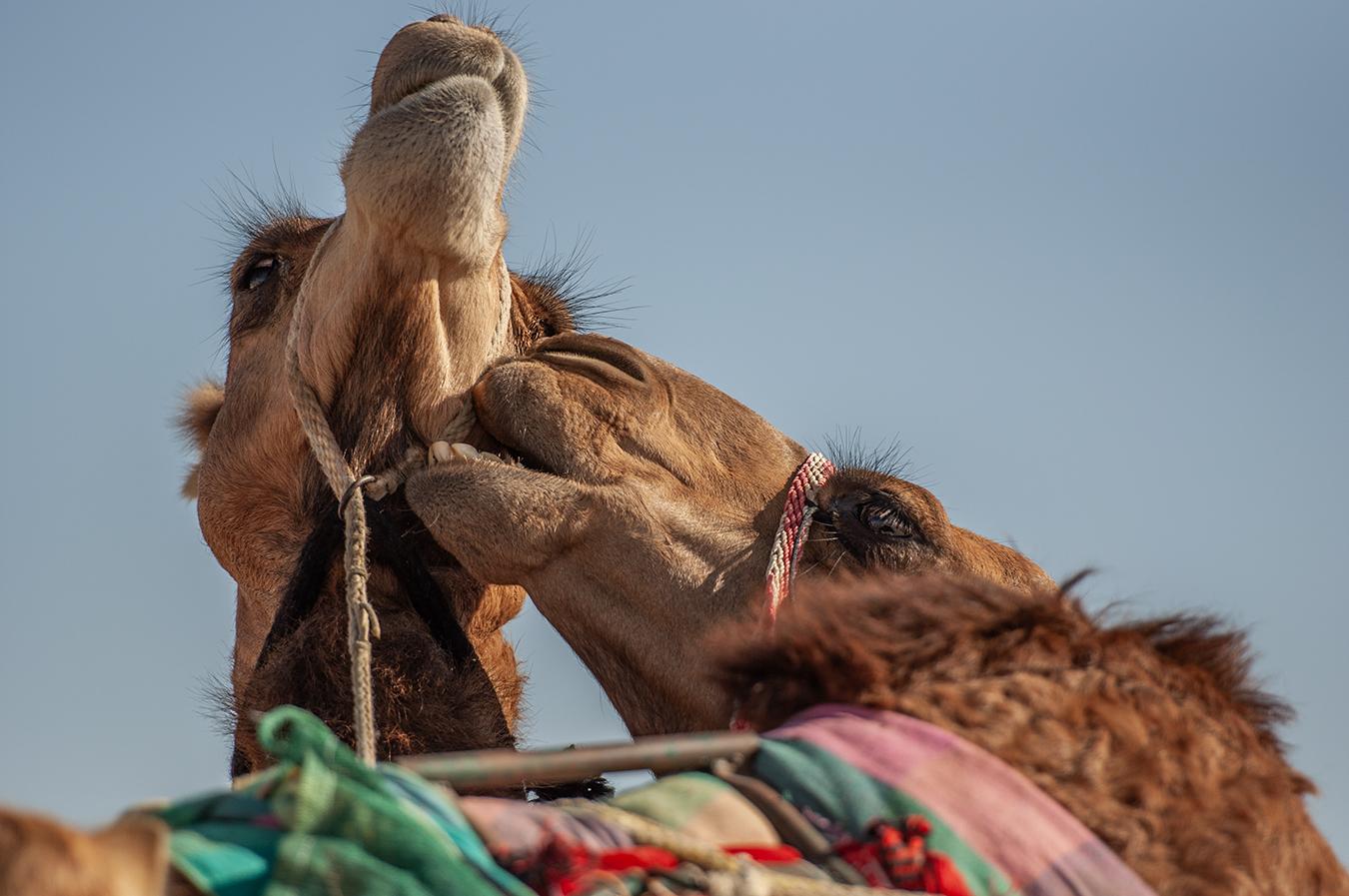 Art and Documentary Photography - Loading 1_Camel_Genetics_and_the_UAE_s_DSC_8423.jpg