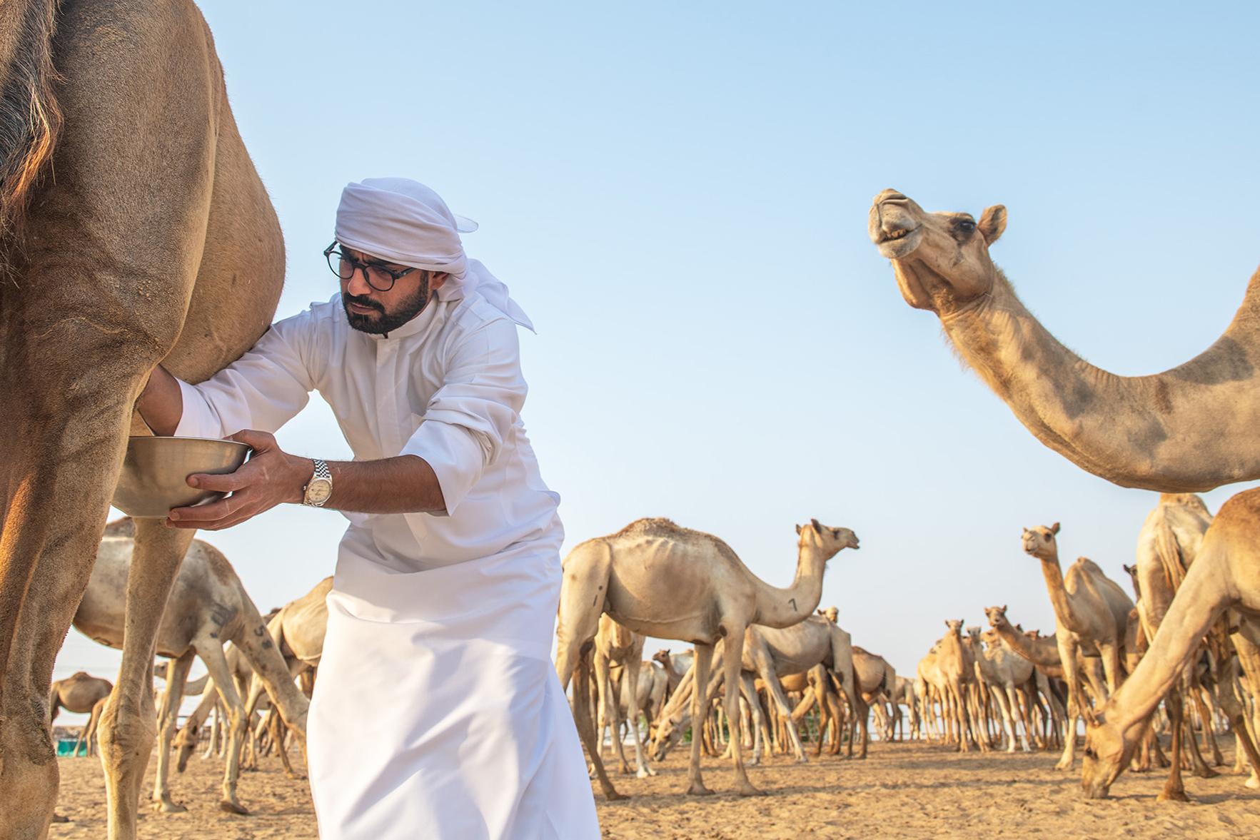 Art and Documentary Photography - Loading 3_Camel_Genetics_and_the_UAE_s__DSC_4121.jpg