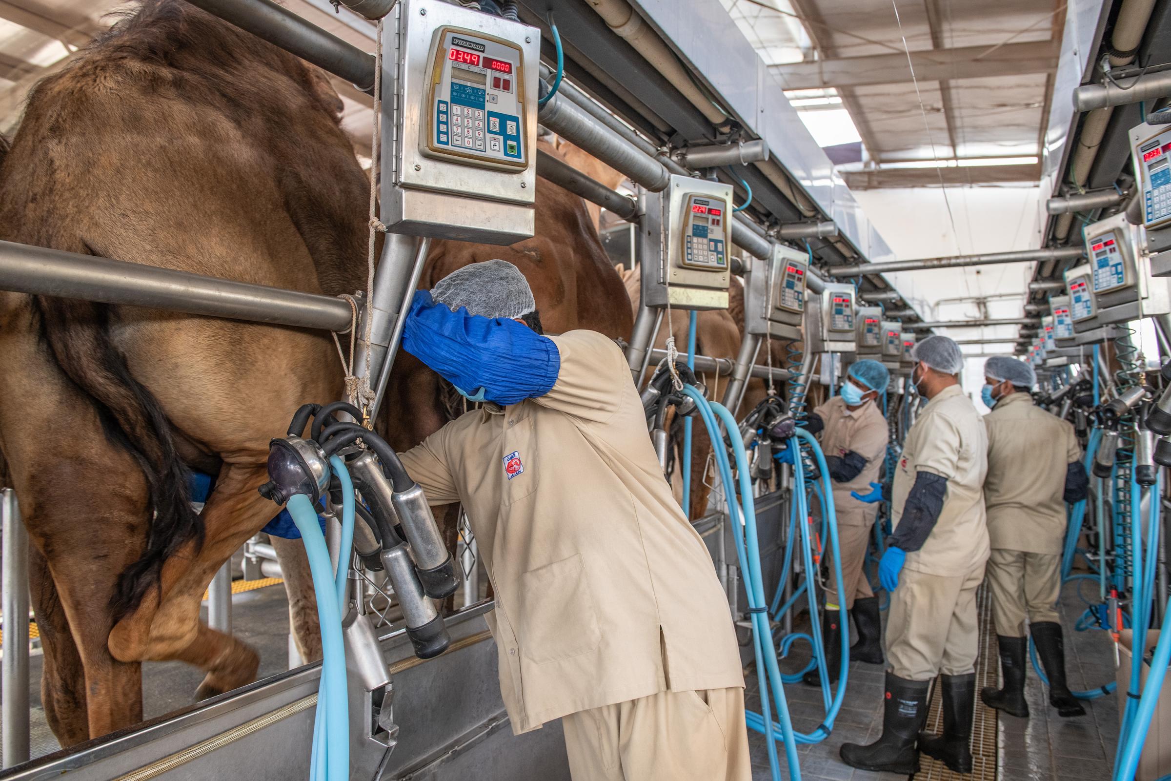 Art and Documentary Photography - Loading 7_Camel_Genetics_and_the_UAE_s_DSC_4967.jpg
