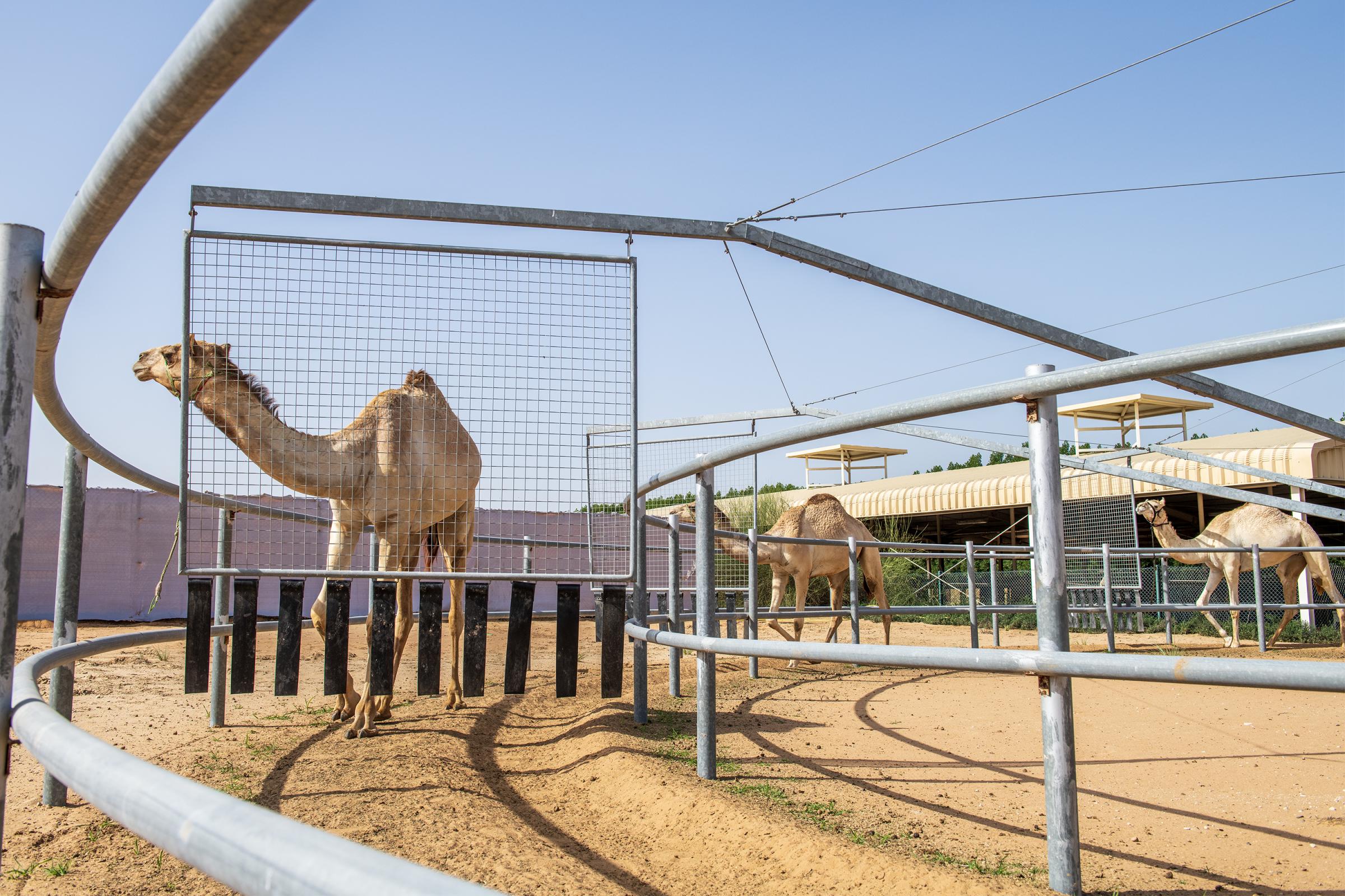 Art and Documentary Photography - Loading 8_Camel_Genetics_and_the_UAE_s_DSC_2558.jpg