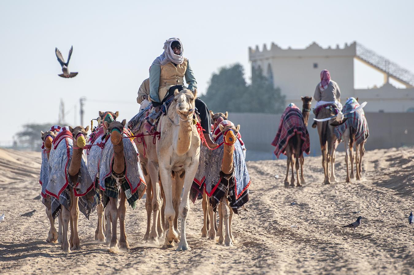 Art and Documentary Photography - Loading 9_Camel_Genetics_and_the_UAE_s_DSC_7866.jpg
