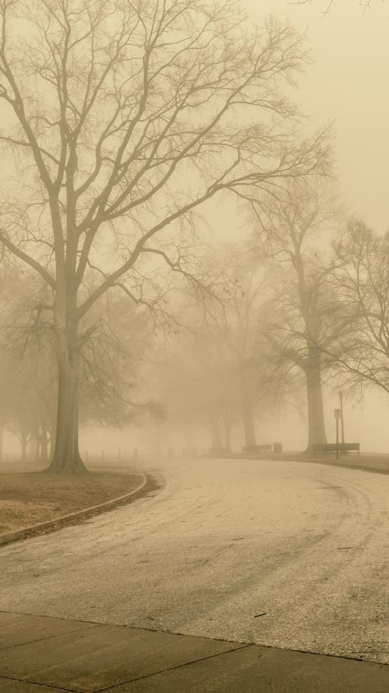 Foggy morning in Virginia