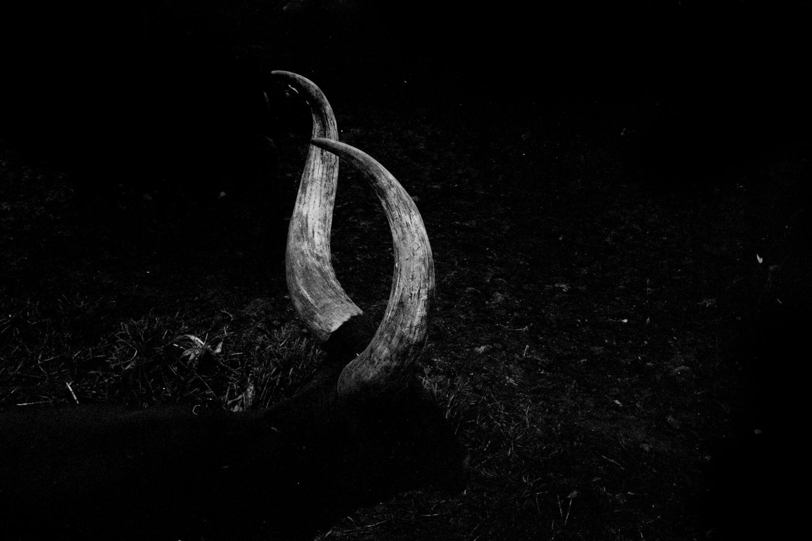 Hybrid Horns Silver gelatin print