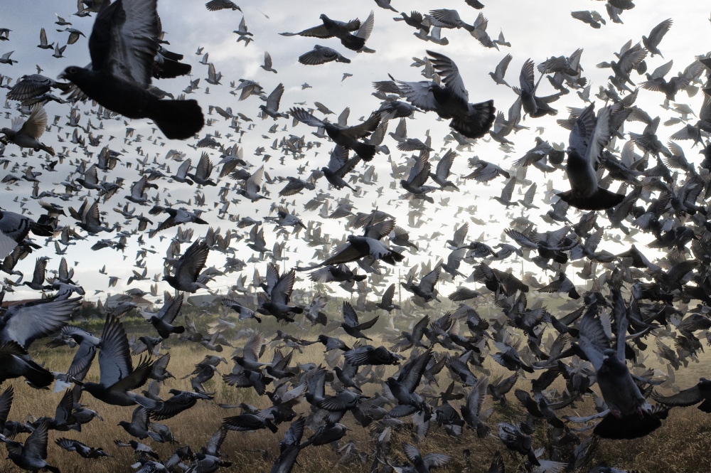 Encounter With Pigeon On Military Ridge >> Tommaso Rada Photographer Born To Fly Encounter With Pigeon On Military Ridge >> Tommaso Rada Photographer Born To Fly