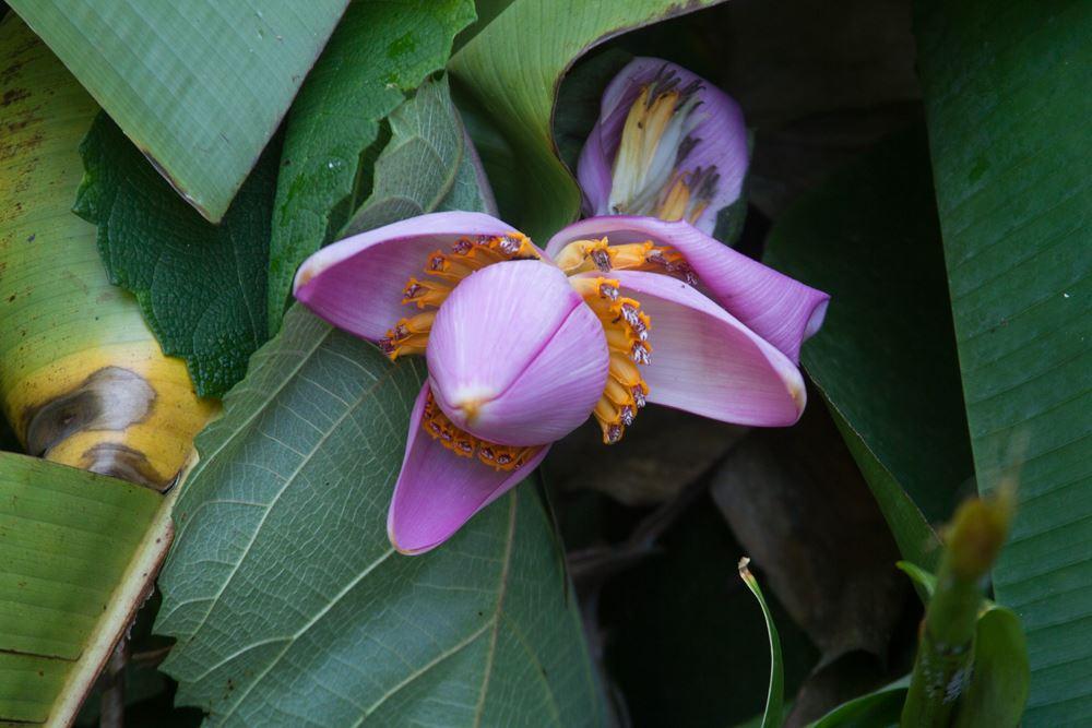 - plantas