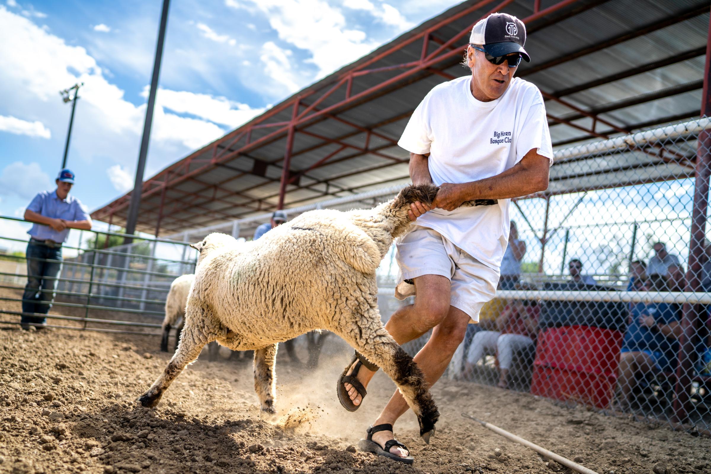 Singles - Mick Camino drags a sheep back towards a trailer during...