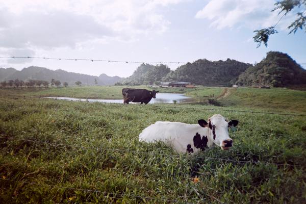Vacas | Buy this image