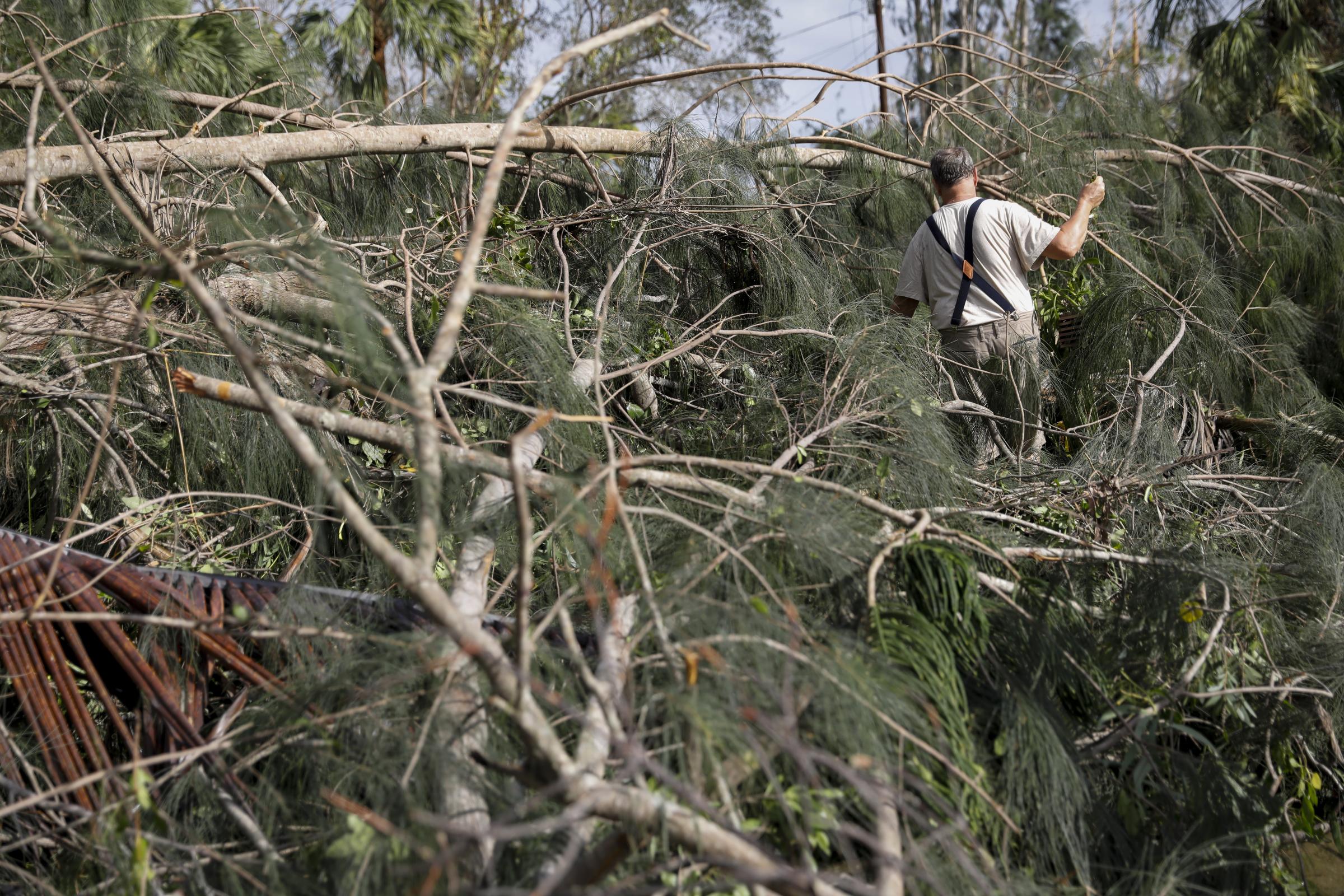 2022 - Hurricane Ian - A resident searches for belongings between tree branches...
