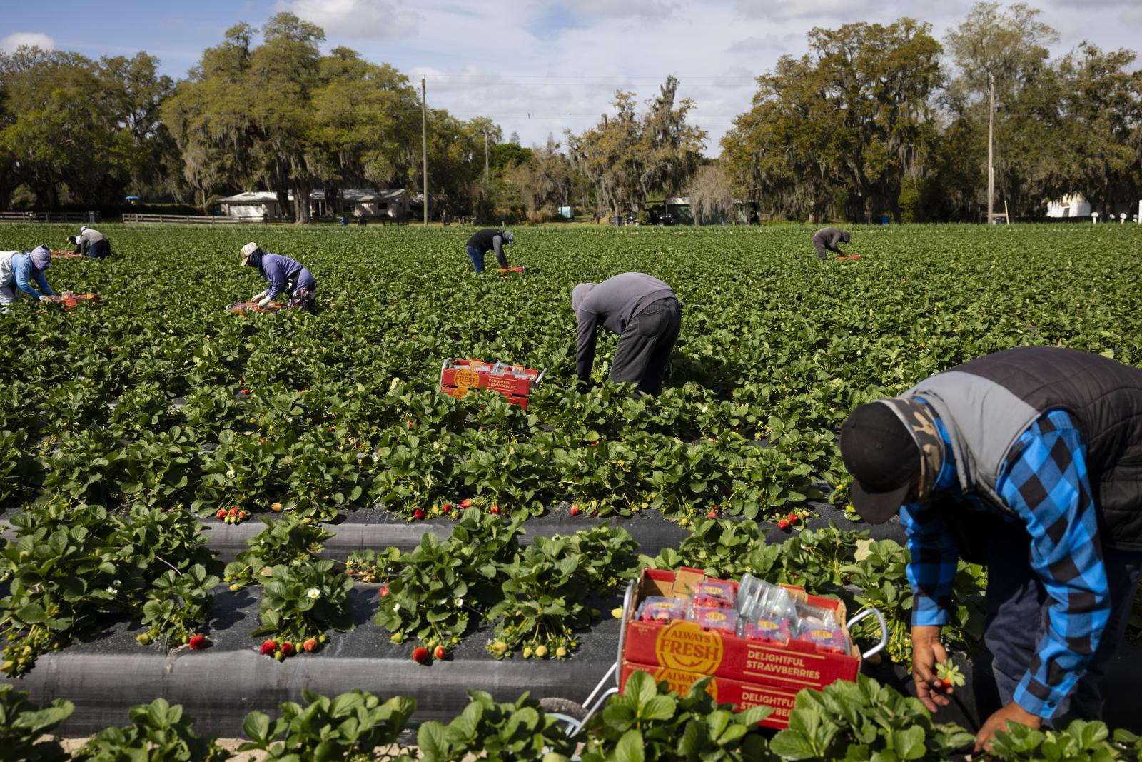 Farmworkers pick strawberries a...zcategui for NPR Plant City USA