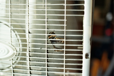 Image from X: A Banner Year -  A butterfly caught in the fan in my bedroom, Brooklyn, NY 