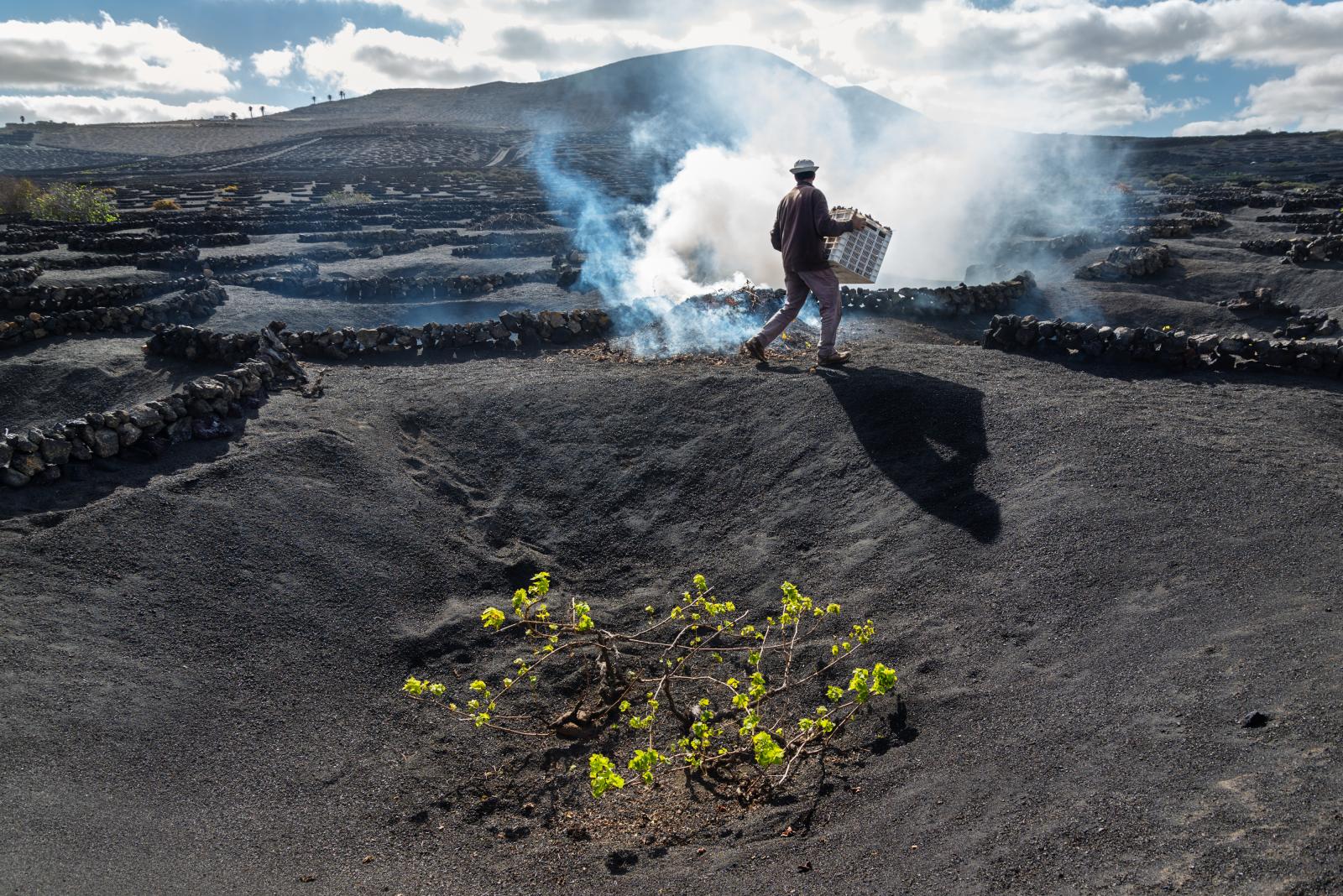 A farmer burns dry leaves and b... Canary Islands, December 2017.