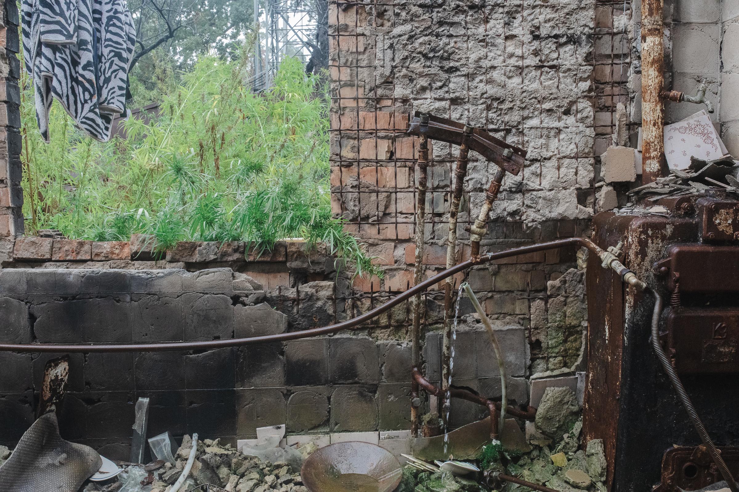 Irpin, Ucraina. 18 settembre 2022. Dettaglio di una pianta silvestre che emerge tra le macerie di una casa distrutta dai bombardamenti. Il recupero...