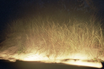 Image from IX: Dead Clade Walking -  Beach grass in the headlights, Southampton, NY 