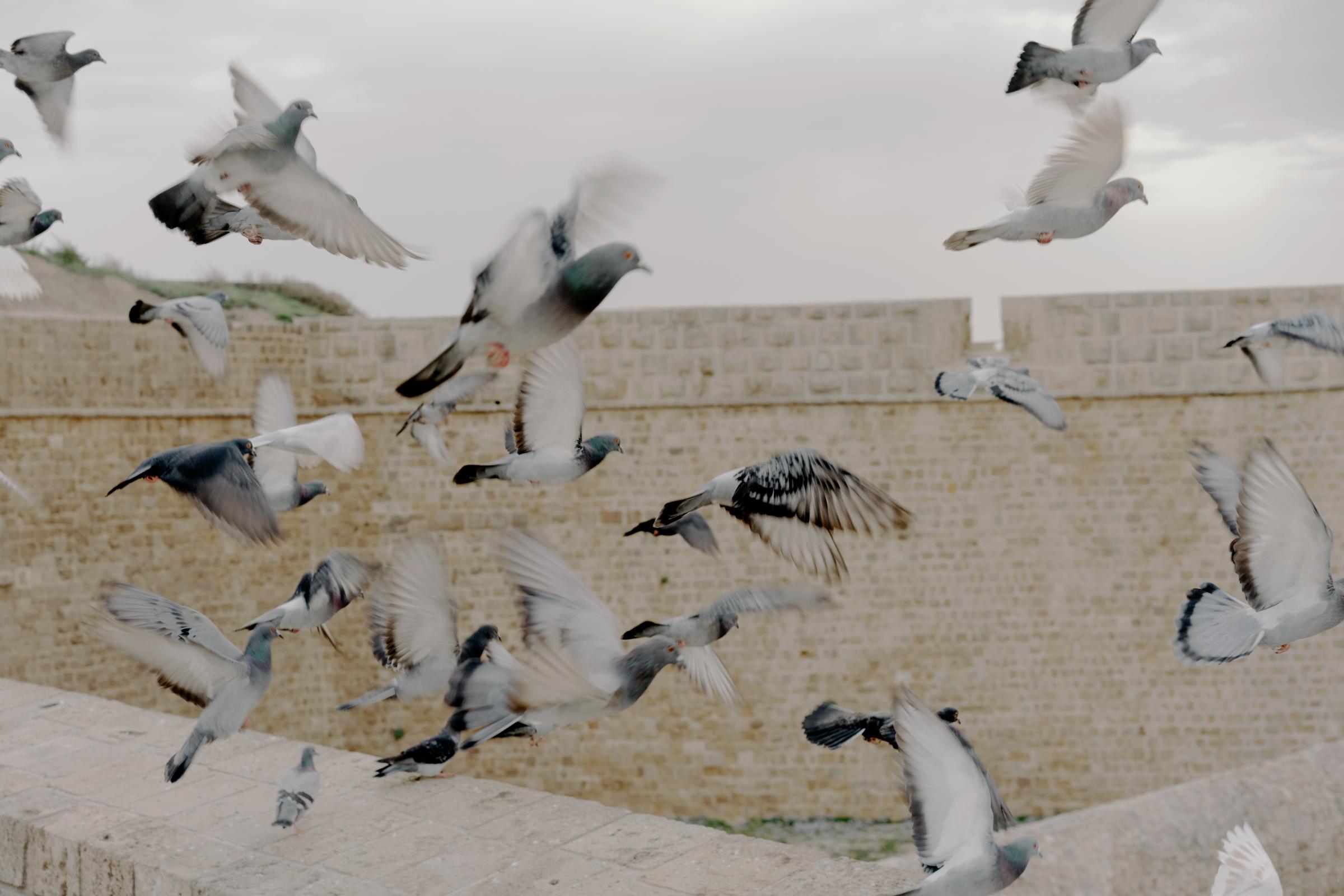 Der Spiegel - Uri Buri  - Acre, Israel, March 24, 2023: Pigeons fly over the stone...