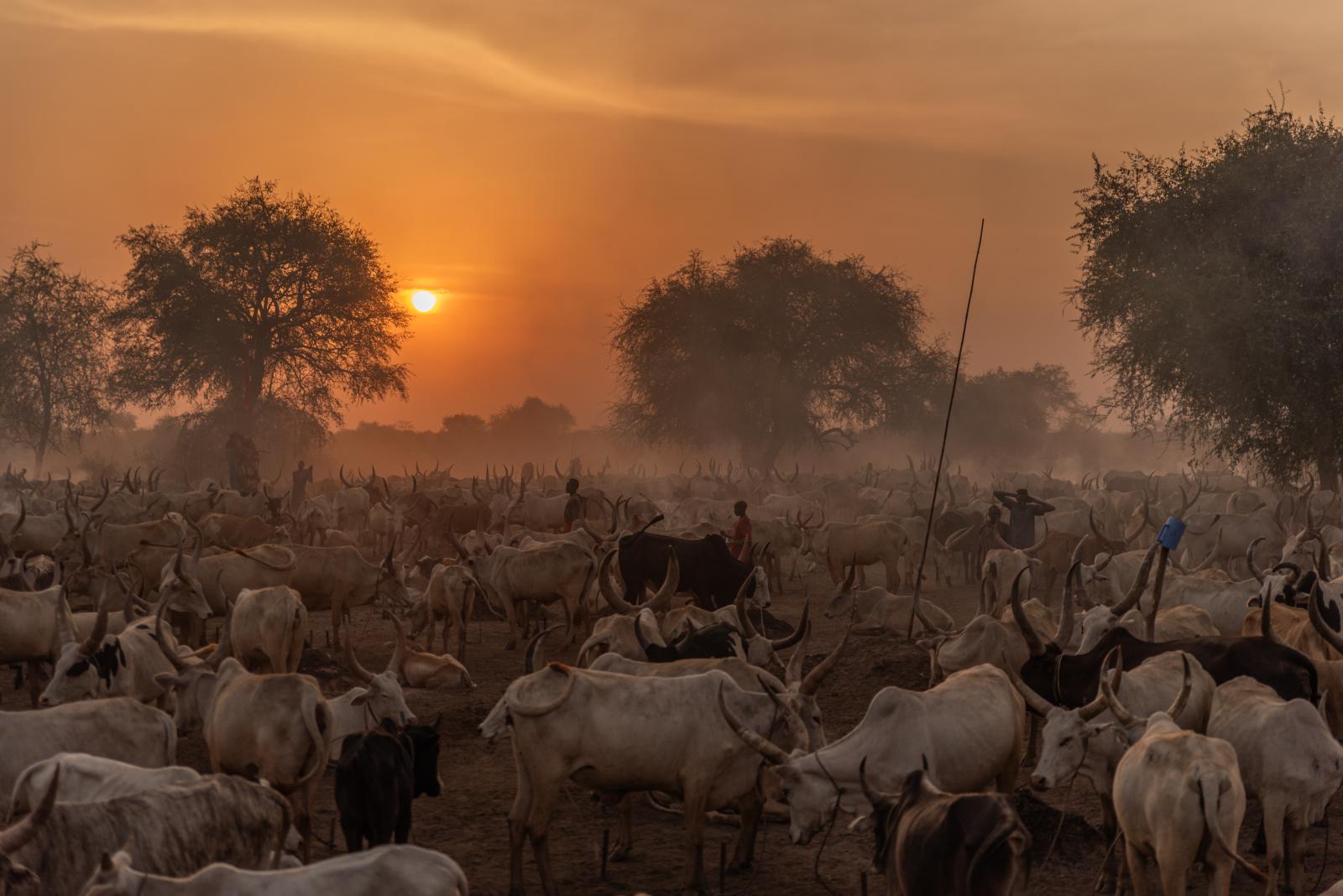 "Eco-Warriors of the Grasslands: The Sustainable Lifestyle of the Mundari Tribe" | Buy this image