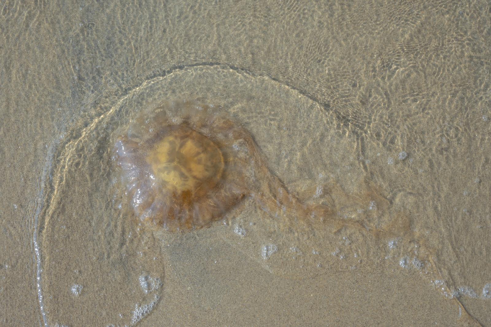 A jellyfish on the beach | Buy this image