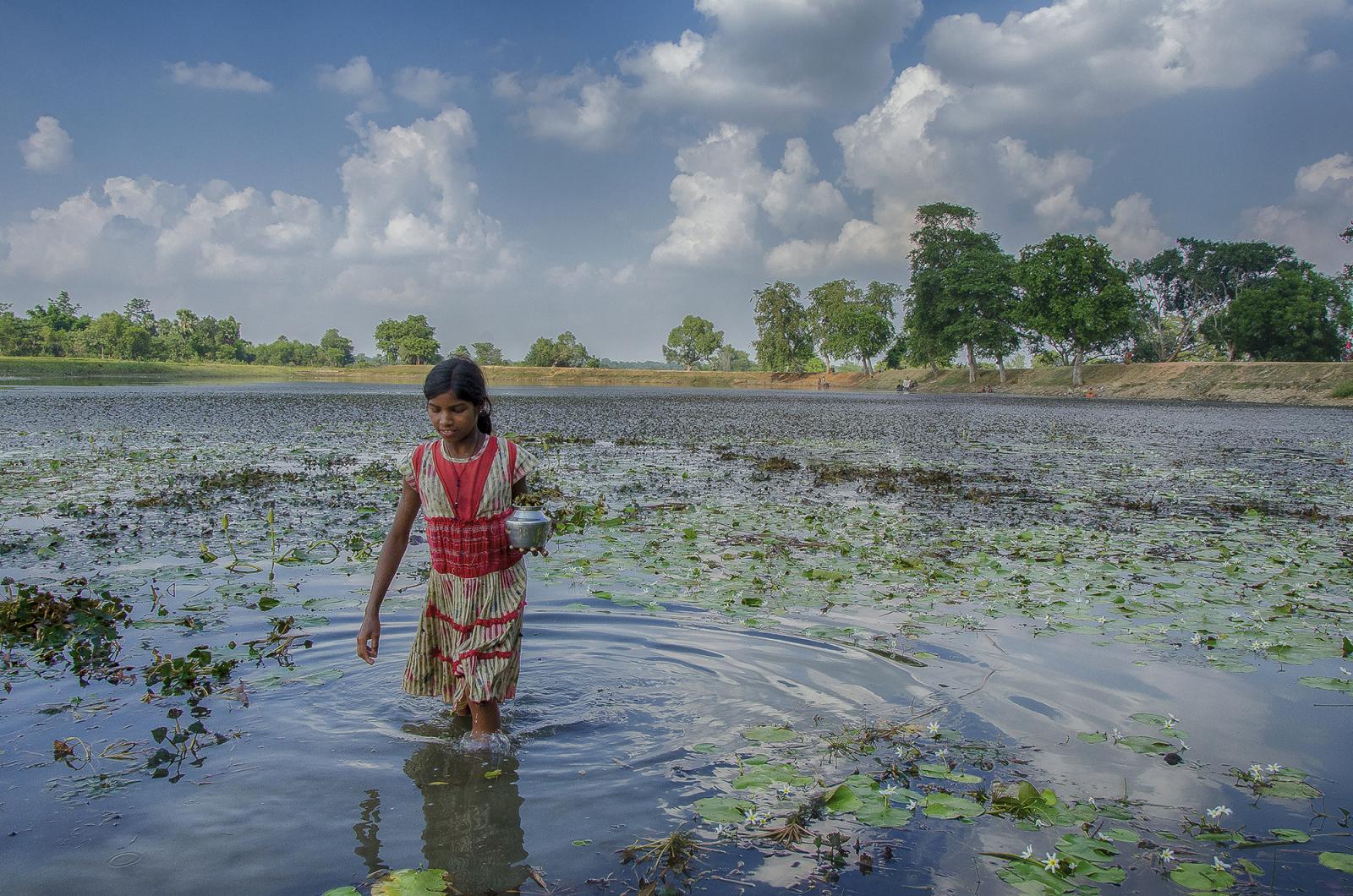 A girl is collecting water ches...wetland in West Bengal, India. 