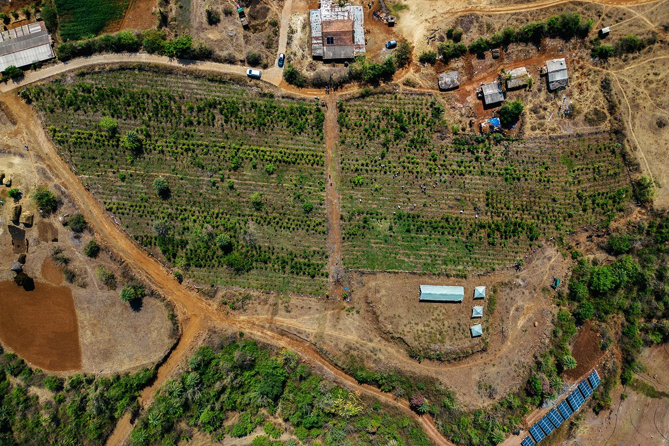 aerial view of the plantation site