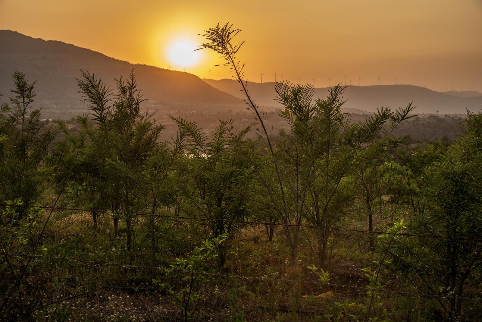 Plantation field at Tekavadi