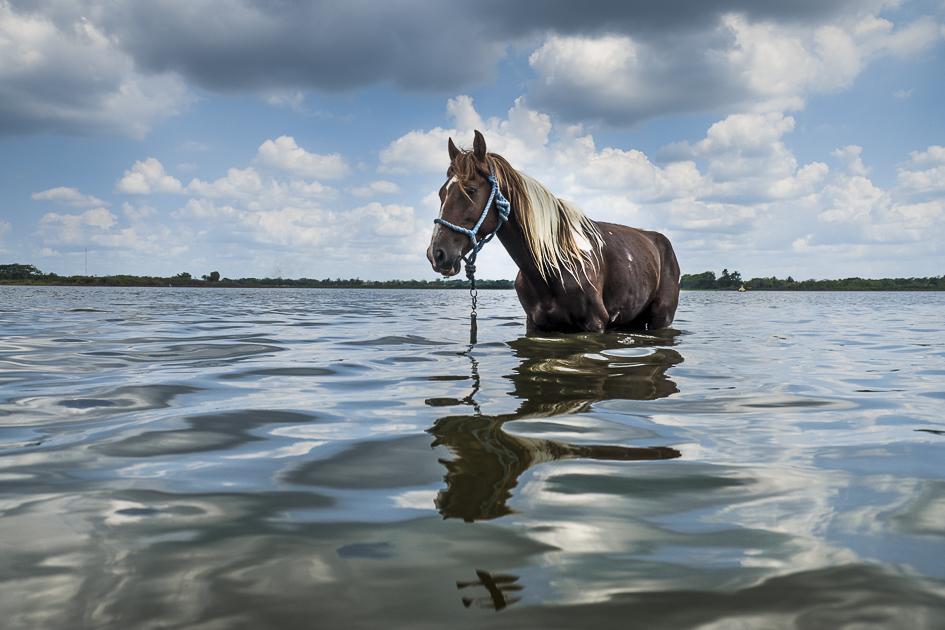 Manifiesto del Agua - A horse is bathing in a lake near Camagüey. In the...