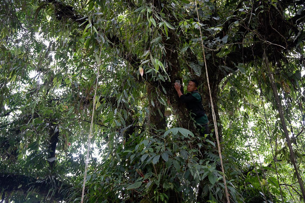 Sumak Kawsay: The Rights of Nature - A camera trap is installed by Edison Lucitante to monitor...