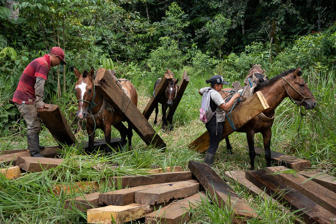 Sumak Kawsay: The Rights of Nature - Horses carry balsa wood from the forest to the road for...
