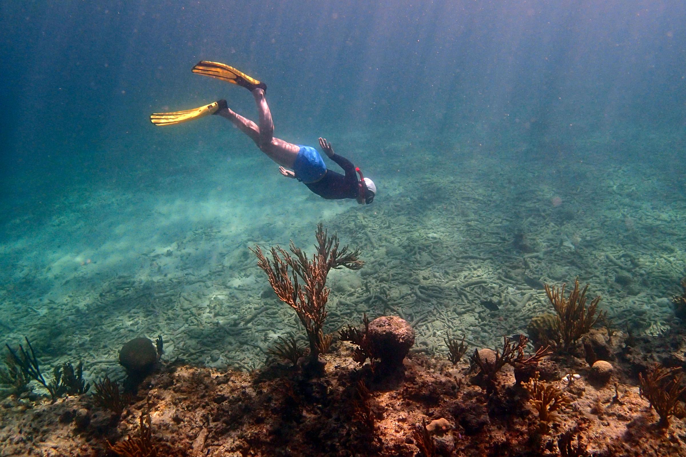 Moments - Snorkeler Jenny Bell views a dying reef and broken...