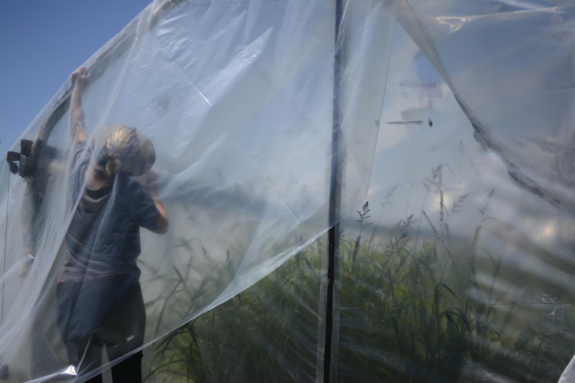 Moments - Liz Tinelle Hemwall adjusts the tarp on top of a grow...