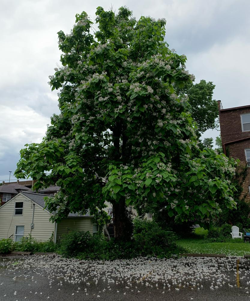 A tree behind the Belvedere bui...May 27, 2021, in Columbia, Mo. 