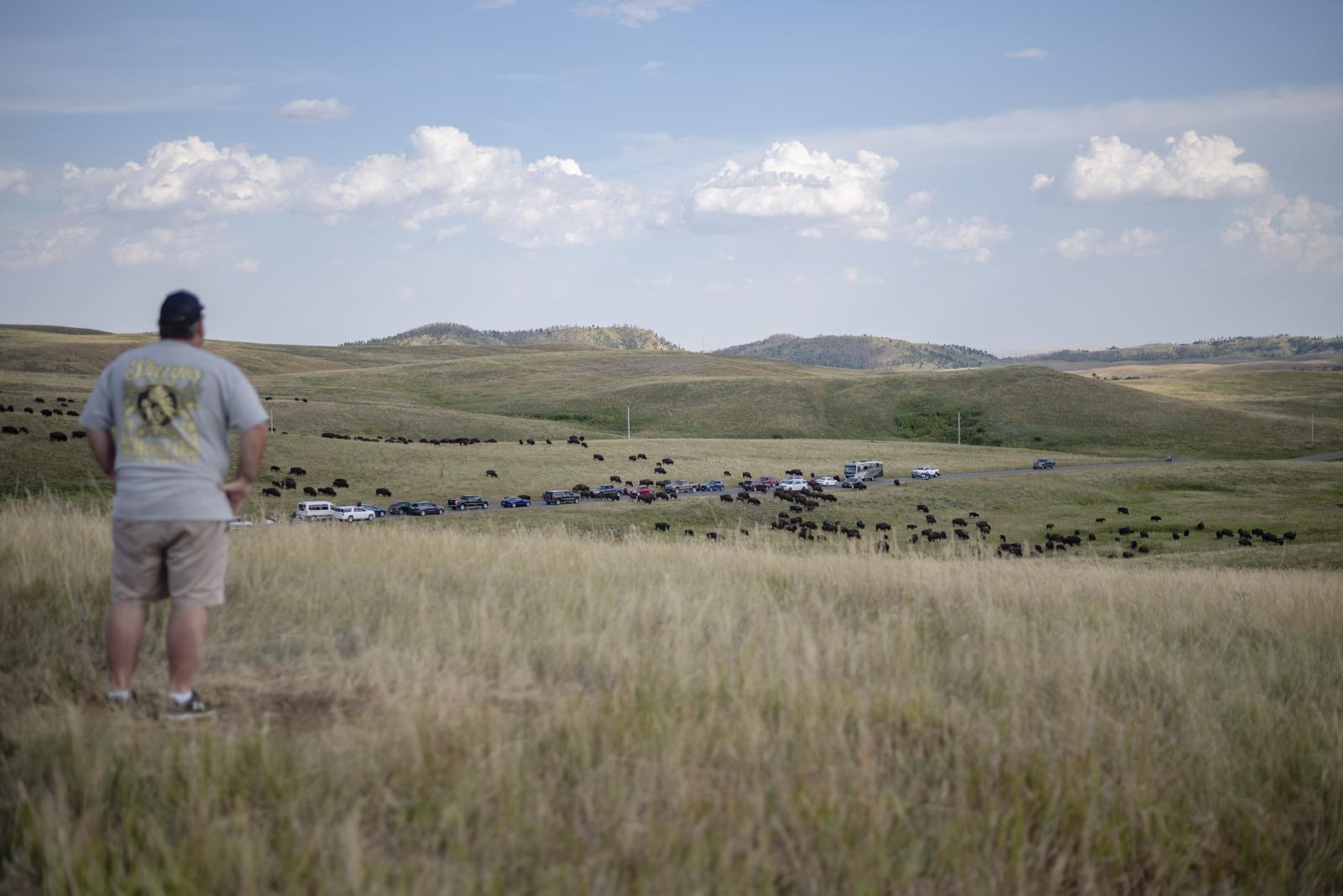 Moments - Dad looks at a herd of buffalo crossing a road Aug. 17,...