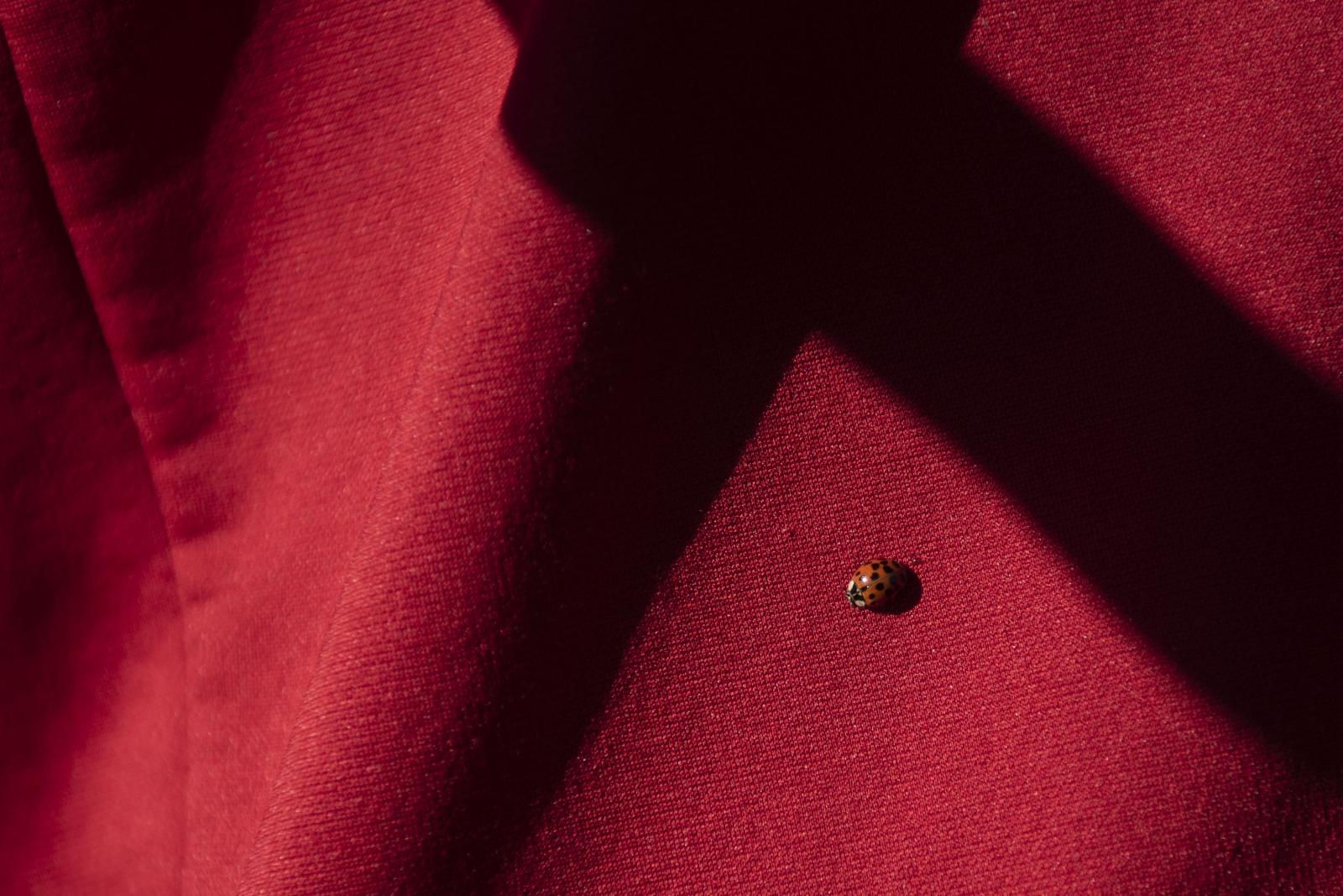 A ladybug lands on Sophie’s shirt Nov. 27, 2021, in Rich Hill, Mo. 