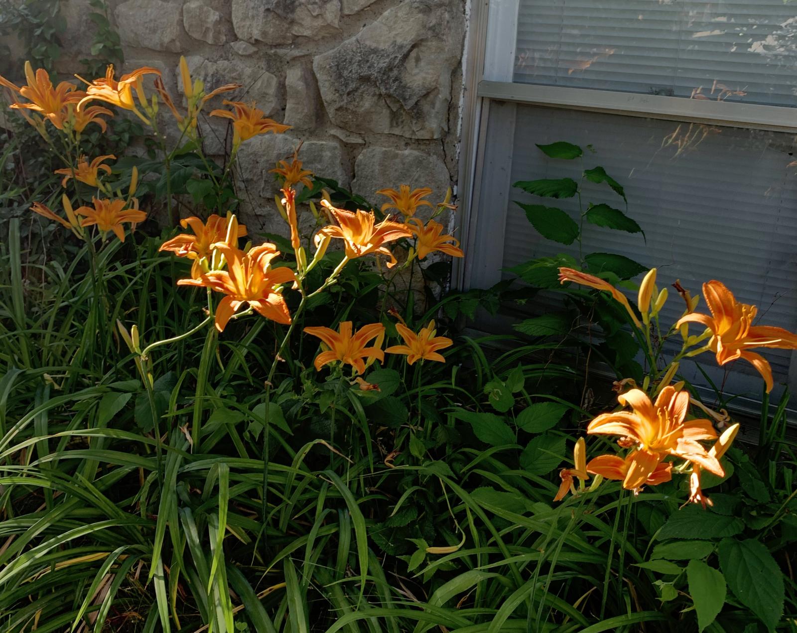 Lilies glow in the sunshine June 13, 2021, in Columbia, Mo. 