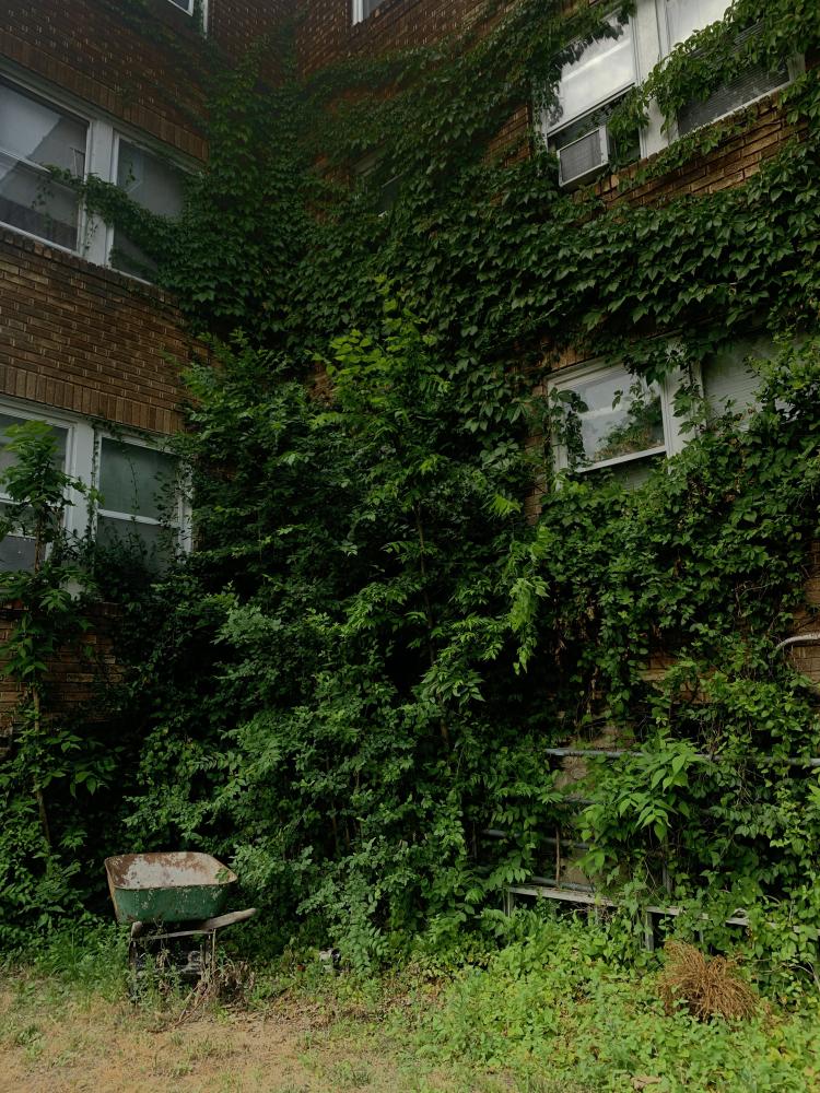 Ivy creeps up the side of the Belvedere building July 19, 2020, in Columbia, Mo. 