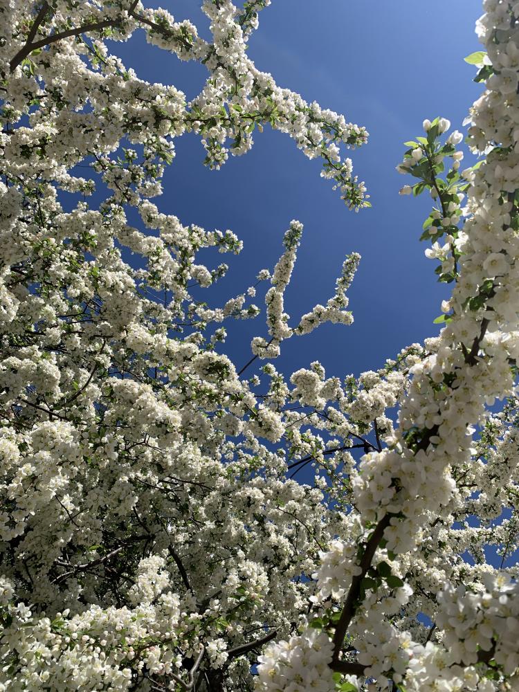 Pear tree blossoms stretch against the sky April 11, 2021, in Columbia, Mo. 