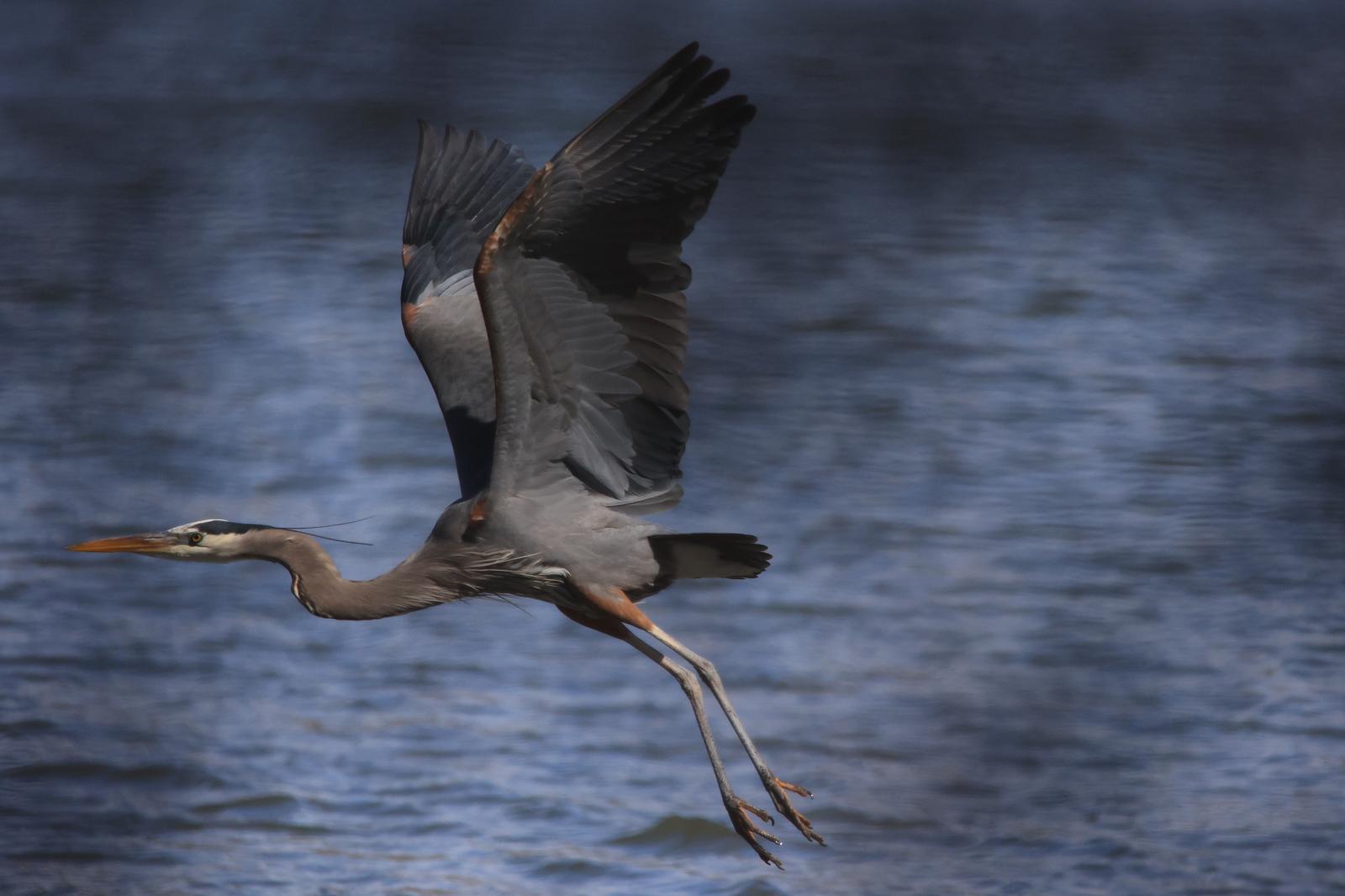 Bird Photography