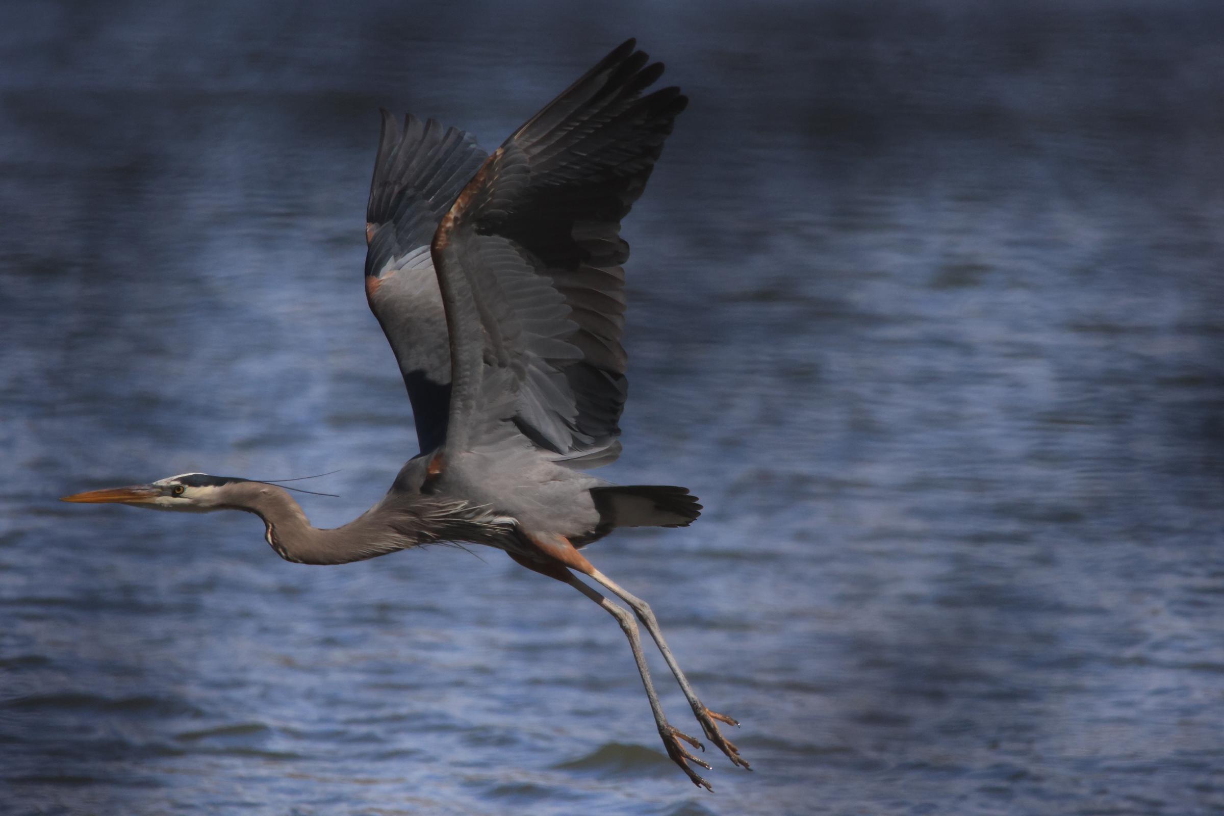 Bird Photography