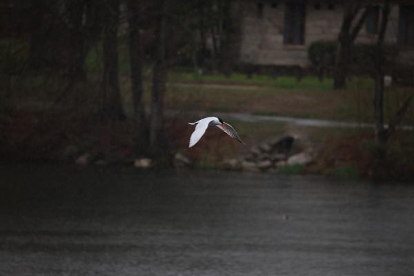 Image from Bird Photography -   