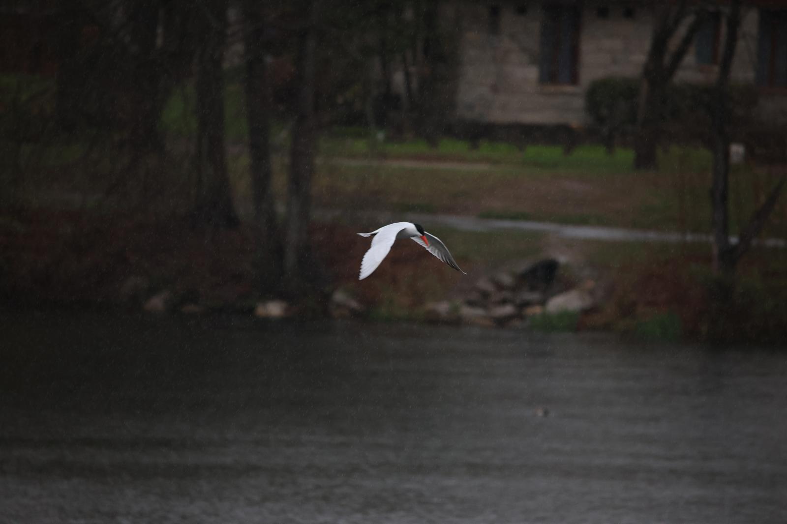 Bird Photography