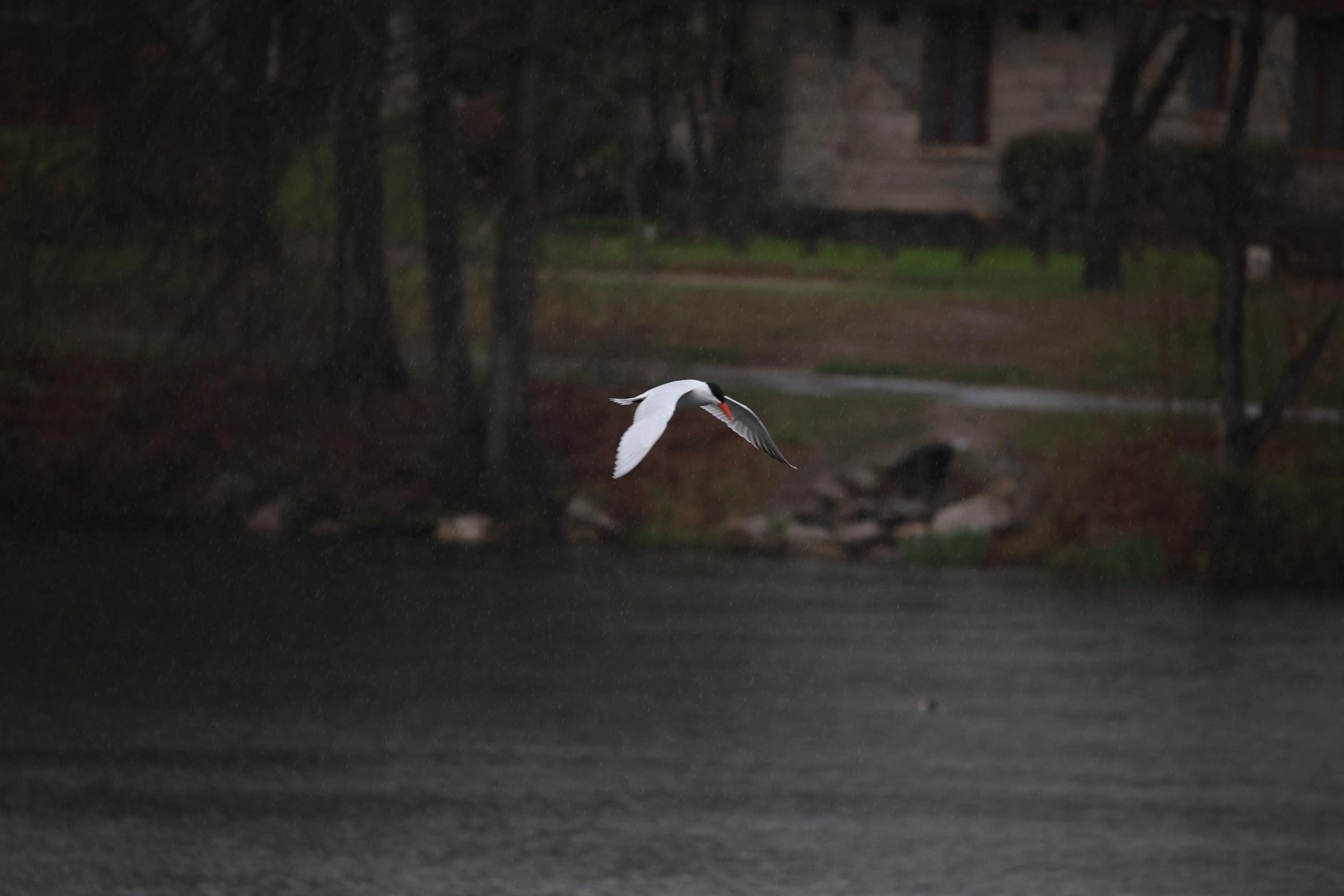 Bird Photography