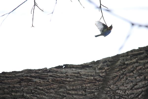 Image from Bird Photography -   